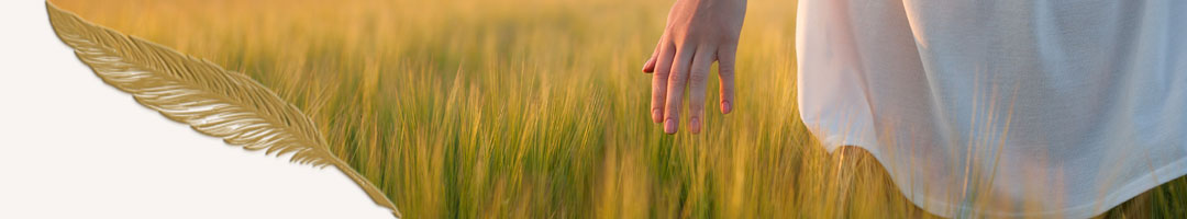Le grain de blé